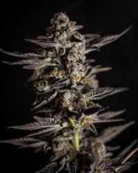 Blue Cheese (Blue Funk) - Expert Seed bank