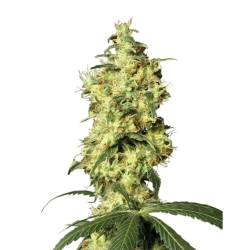 White Widow - Seeds Genetics