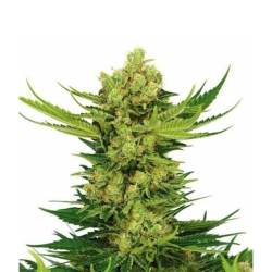 Cheese - Seeds Genetics