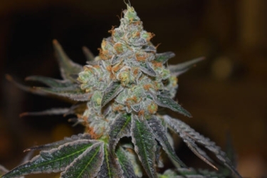 Afghan Skunk - Expert Seeds