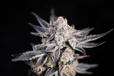 Expert Gorilla Auto - Expert Seeds