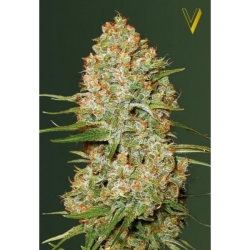 Auto Big Angel - Victory Seeds