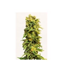 Sheer Sirup Auto XXL - Sheer Seeds