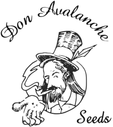 Don Forbidden Fruit - Don Avalanche Seeds