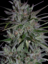 Don Girl Scout Cookies - Don Avalanche Seeds