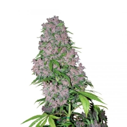 Purple Kush Autoflower - Seeds Genetics