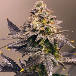 Five Alive - BSB Genetics