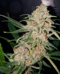 Girl Scout Cookies - Lineage Genetics