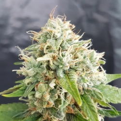 Grapefruit Auto - Lineage Genetics