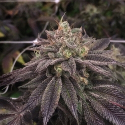 Starcake - Pheno Finder Seeds