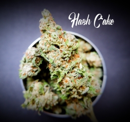 Hash Cake - Tastebudz Seeds