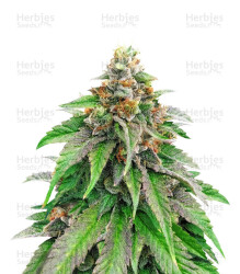 Strawberry Amnesia feminisiertes Saatgut von Herbies Seeds