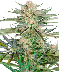 Screwdriver OG - Sensi Seeds