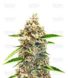 Bruce Banner #3 Auto-Samen (Herbies Seeds)