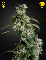 Arjan's Ultra Haze #2 (Mango Haze) - Green House Seeds