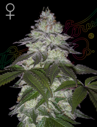 Milky Dreams - Green house seeds