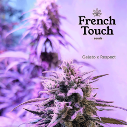 Respeto - French Touch Seeds