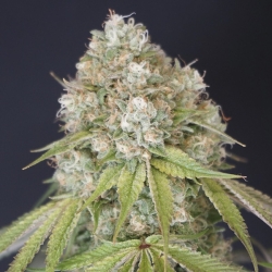 MeloRado - Karma Genetics