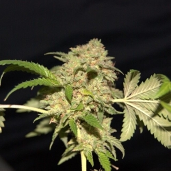 LA Fire - Pheno Finder Seeds