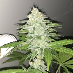 Lemon Sherbert - Pheno Finder Seeds