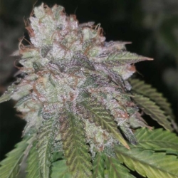 Runtzosa - Pheno Finder Seeds