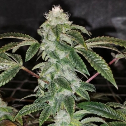 Sour Walker - Pheno Finder Seeds