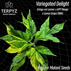 Variegated Delight Reg. - TerpyZ Mutant Genetics