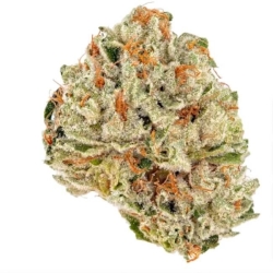 Socrates Sour - Trilogene Seeds