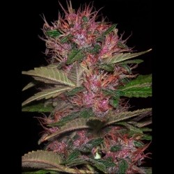 Auto OG Kush Express - Xtreme Seeds