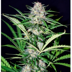 Auto Super Big Afghan Shadow - Xtreme Seeds