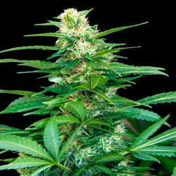 Auto Super Big Raze 47 - Xtreme Seeds