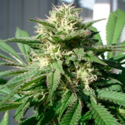 Bubble Bud - Black Skull Seeds