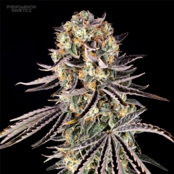 Beanz 4 Locoz - Phenomenom Genetics