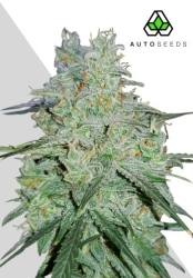 Auto Moonrocks - Auto Seeds