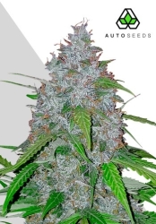 White Widow Auto - Auto Seeds