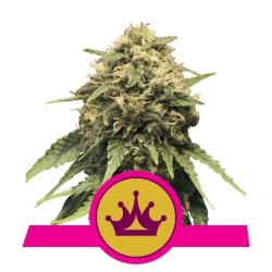 Amnesia Haze Automatic - Royal Queen Seeds