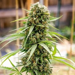 Babylon Buster Reg. - Bodhi Seeds