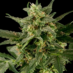 Auto Pineapple Gum - Black Scull Seeds