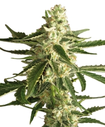 White Diesel Haze Automatik - White Label Seeds