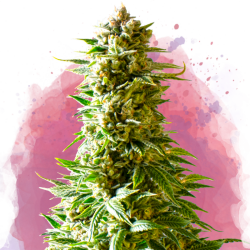 Northern Lights Reg. - Nirvana Seeds