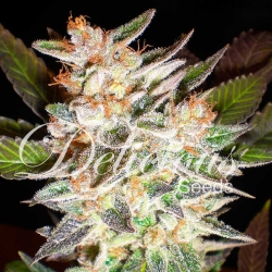 Delicious Candy Auto - Delicious Seeds