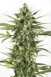 Blue Cheese Auto - Dinafem Seeds