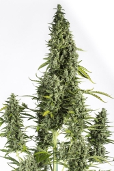 Cheese Auto - Dinafem Seeds