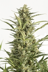 Critical Jack Auto - Dinafem Seeds