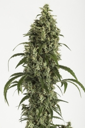 Moby Dick Auto - Dinafem Seeds