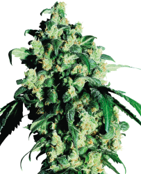 Super Skunk regulär - Sensi Seeds