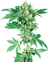 Maple Leaf Indica regulär - Sensi Seeds