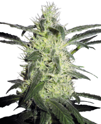 Silver Haze regulär - Sensi Seeds