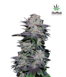 Blackberry Auto - FastBuds Seeds