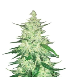 CBD 1:1 - FastBuds Seeds